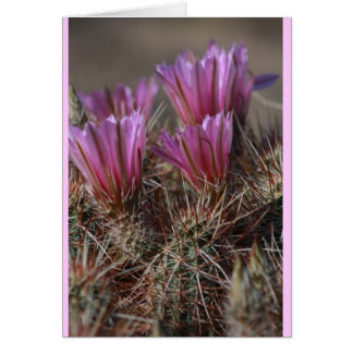 Flor de cactus del desierto rosa