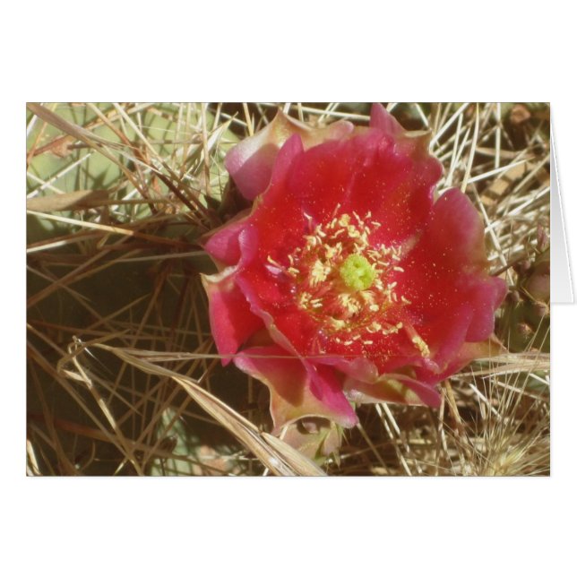 Flor de cactus en el Gran Cañón (Anverso (Horizontal))