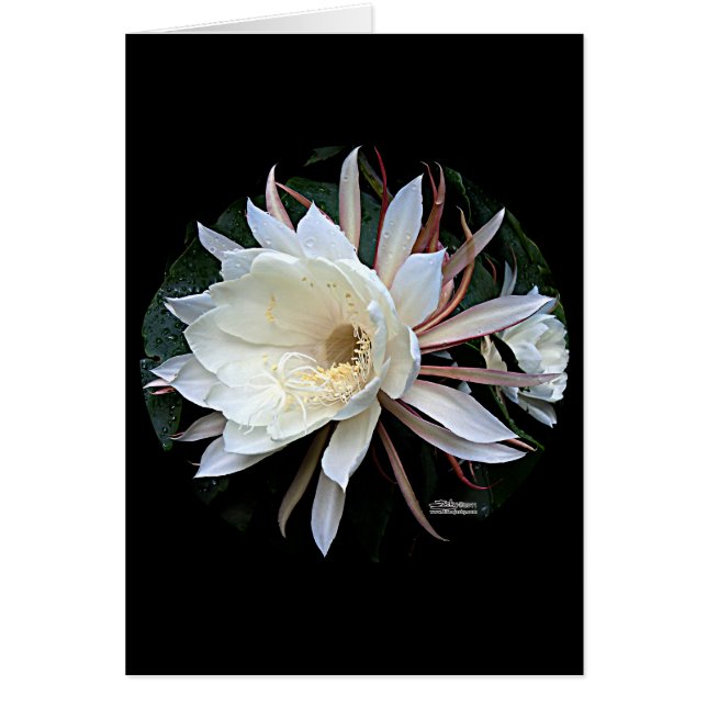 Flor de Cactus Epífita (Frente)
