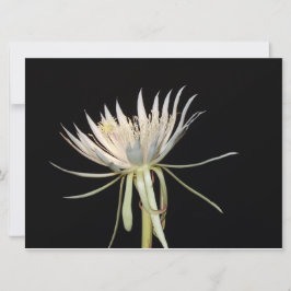 Flor de cactus florida nocturna
