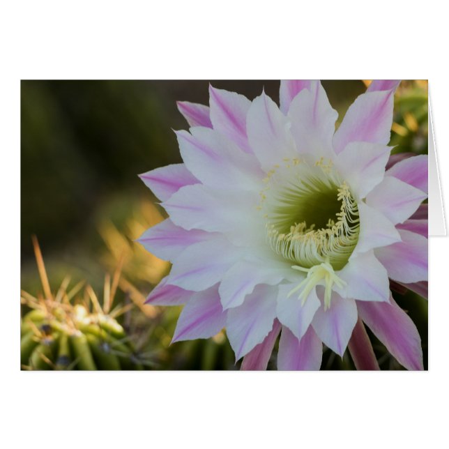 Flor de cactus morado y blanco (Anverso (Horizontal))