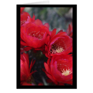 Flor de cactus rojos