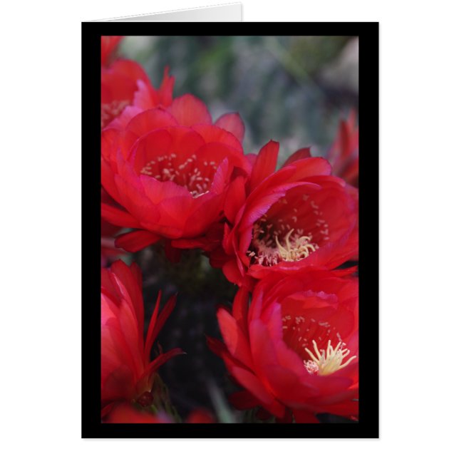 Flor de cactus rojos (Frente)