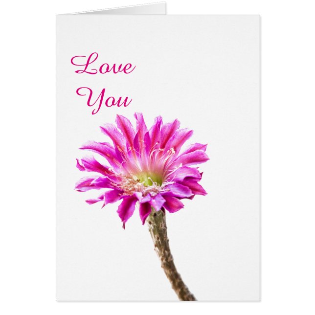 Flor de cactus rosada en flor (Frente)