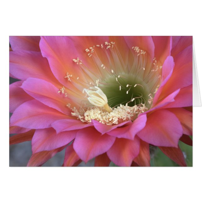 Flor de cactus rosado en el desierto (Anverso (Horizontal))