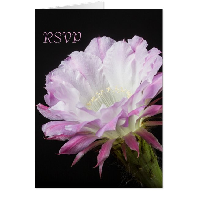 Flor de cactus rosado en flor RSVP (Frente)
