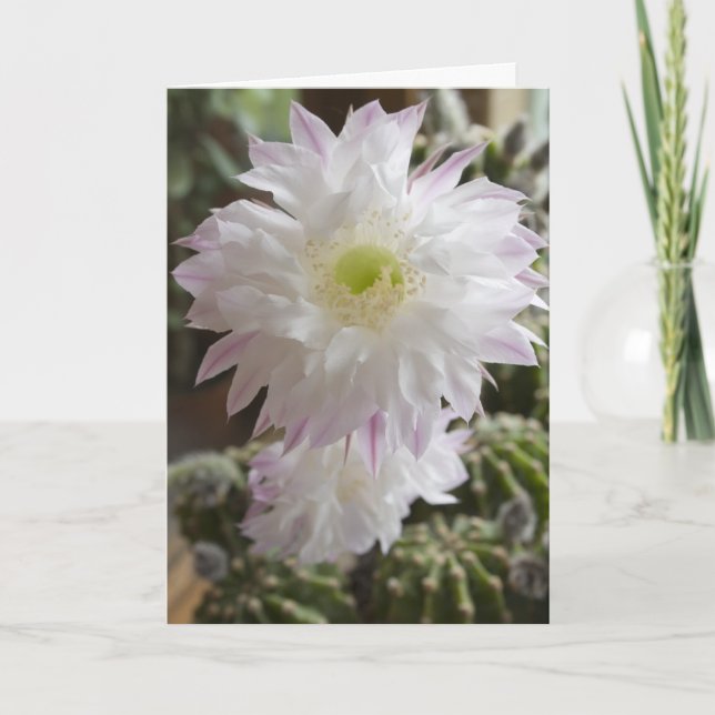 flor de cactus ... tarjeta (Anverso)