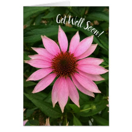 Flor de café púrpura brillante se pone bien pronto