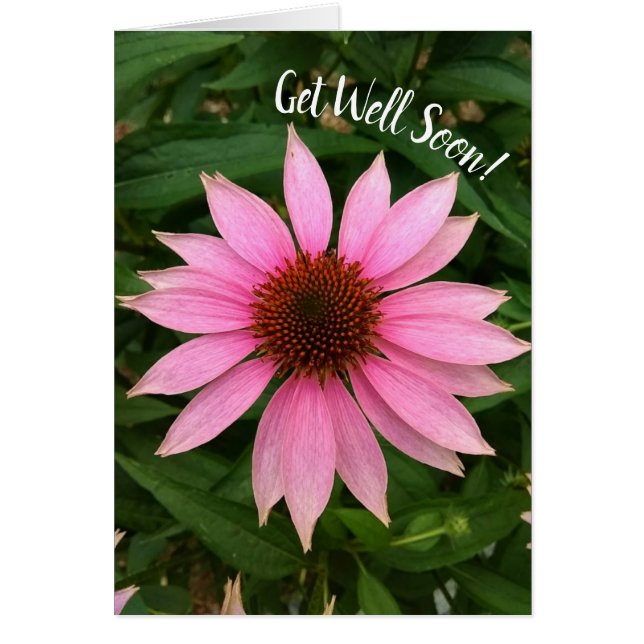 Flor de café púrpura brillante se pone bien pronto (Frente)