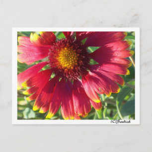 Flor de caída de postales