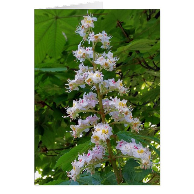 flor de castaño (Frente)