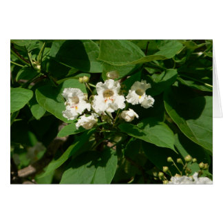 Flor de Catalpa