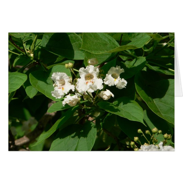 Flor de Catalpa (Anverso (Horizontal))