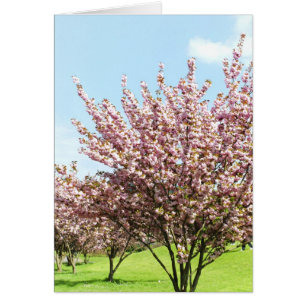 Flor de cerezo