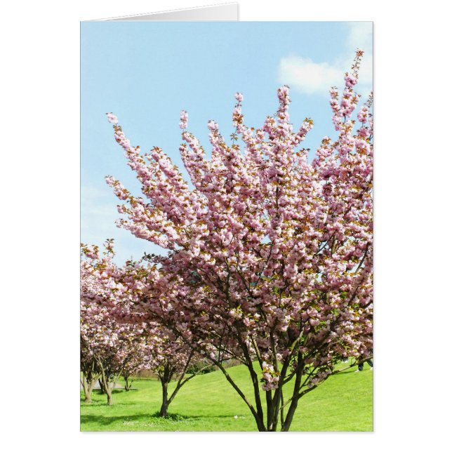 Flor de cerezo (Frente)