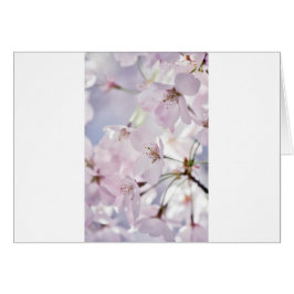 Flor de cerezo