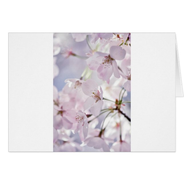 Flor de cerezo (Anverso (Horizontal))