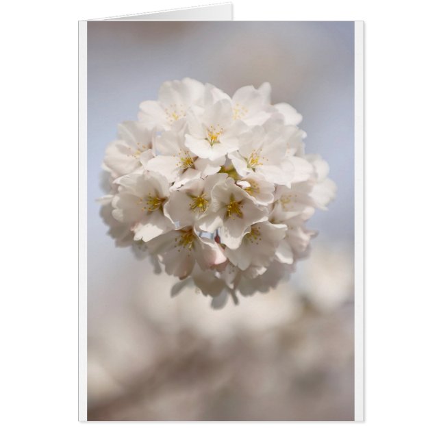 Flor de cerezo (Frente)