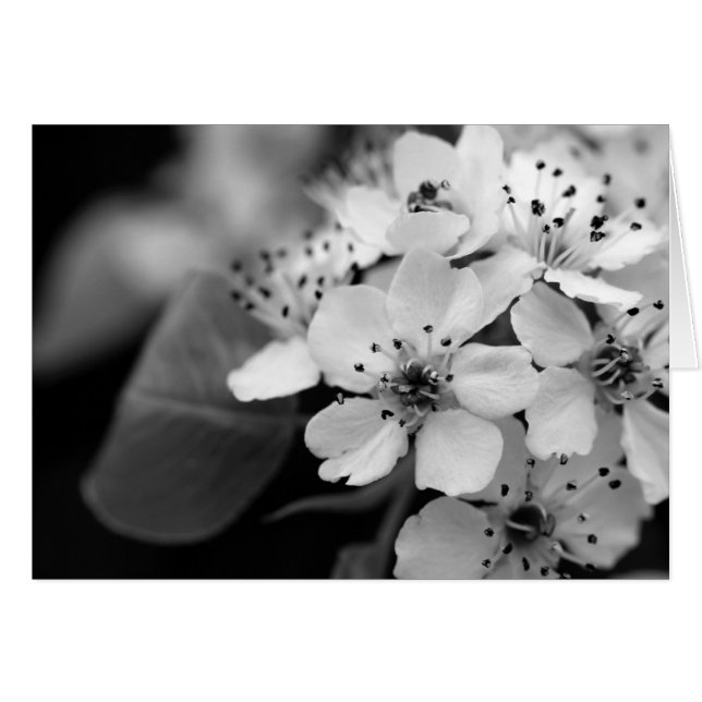 Flor de cerezo blanco y negro (Anverso (Horizontal))