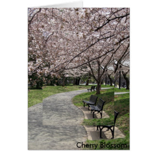 flor de cerezo dc de washington