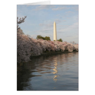 flor de cerezo del monumento de wasington