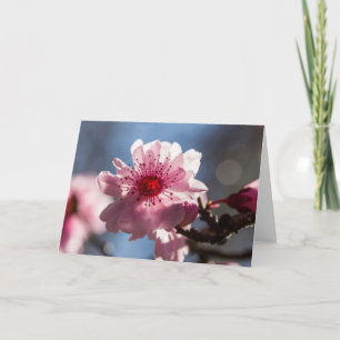 Flor de cerezo en la tarjeta de felicitación Sunsh