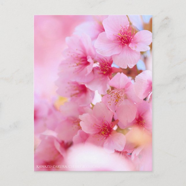Flor de cerezo "Kawazu-zakura": postal (Anverso)