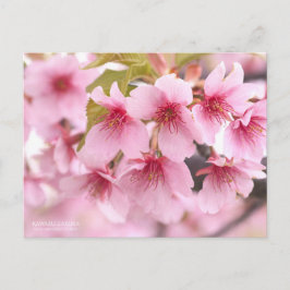 Flor de cerezo "Kawazu-zakura": postal