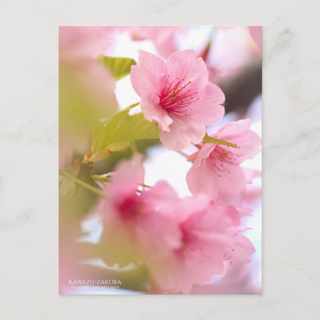Flor de cerezo "Kawazu-zakura": postal (Anverso)