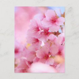 Flor de cerezo "Kawazu-zakura": postal
