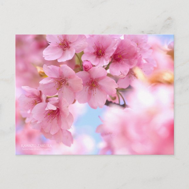 Flor de cerezo "Kawazu-zakura": postal (Anverso)