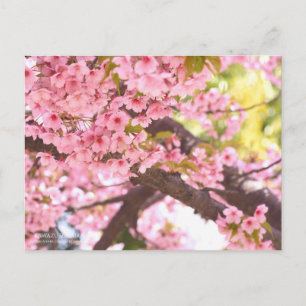 Flor de cerezo "Kawazu-zakura": postal