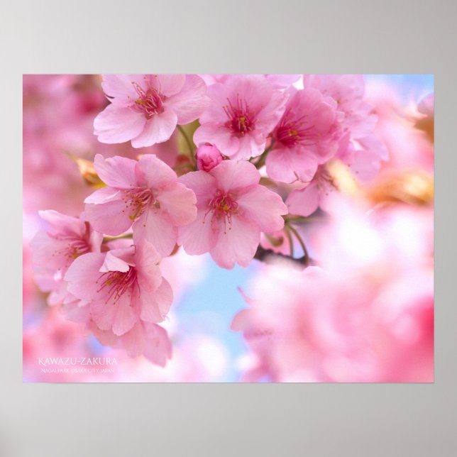 Flor de cerezo "Kawazu-zakura": Póster (Frente)