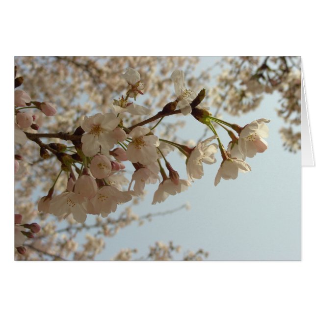 Flor de cerezo rosa (Anverso (Horizontal))