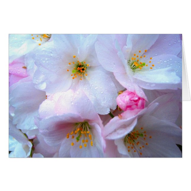 Flor de cerezo - tarjeta (Anverso (Horizontal))