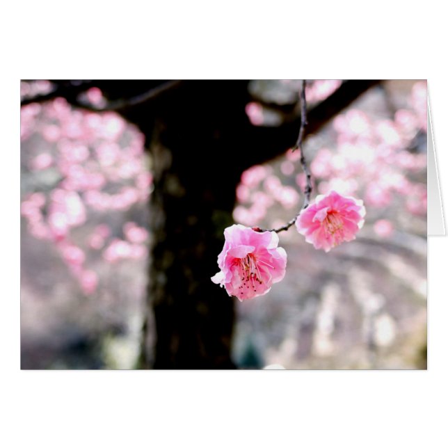 Flor de ciruela rosa (Anverso (Horizontal))