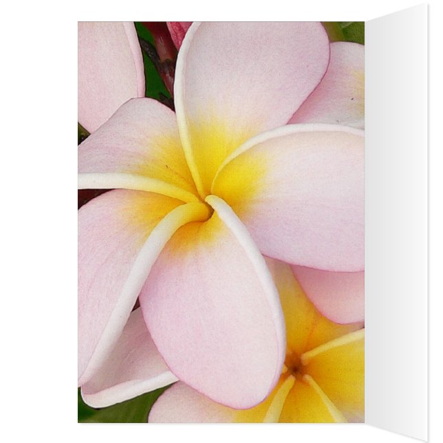 flor de cita romántica rsvp moda colorida (Interior (Izquierda))