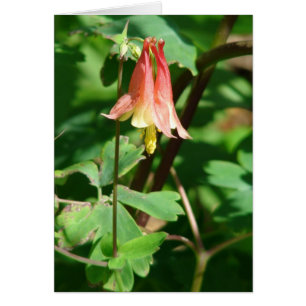 Flor de Columbina