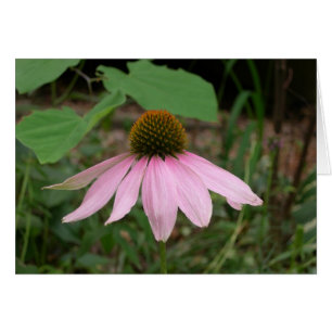 Flor de cono