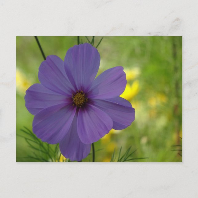 Flor de Cosmea Morada Tarjeta Postal DIY (Anverso)