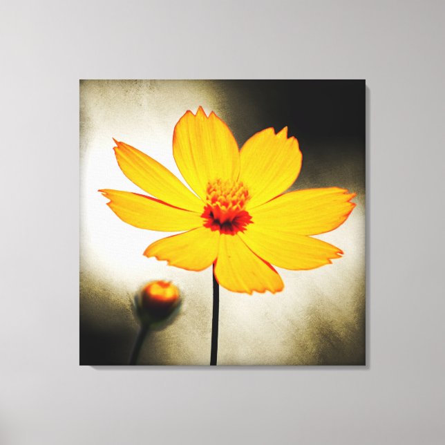 Flor de cosmos amarillo - Arte fino Lienzo envuelt (Anverso)