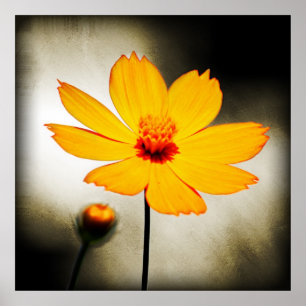 Flor de cosmos amarillo - Poster de arte fino