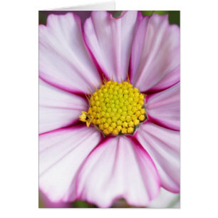 Flor de Cosmos (bidens formosa)