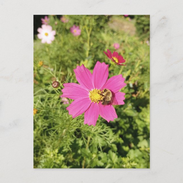 Flor de Cosmos Rosa Viviente con Postal Abeja (Anverso)