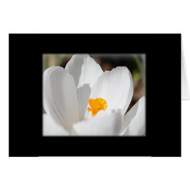flor de croco blanco