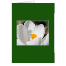 flor de croco blanco