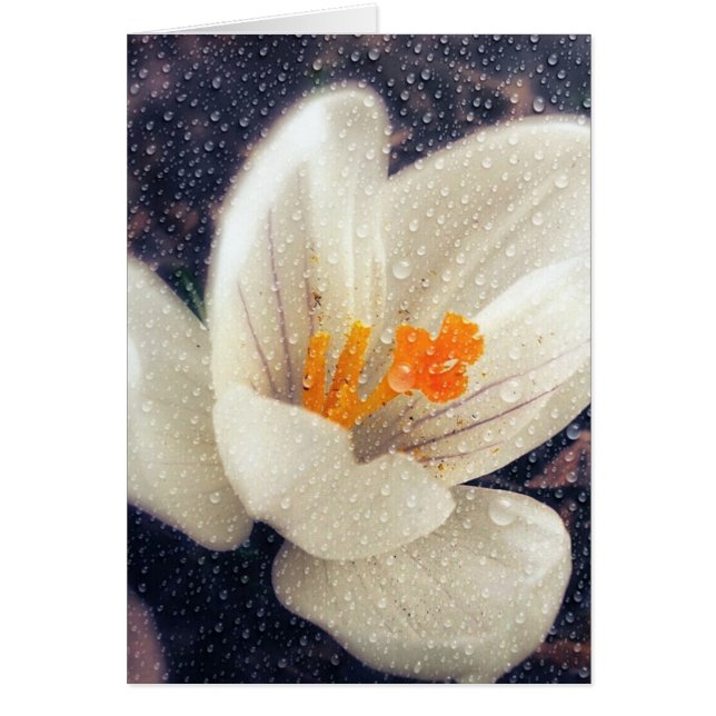 Flor de Crocus Rainy Day (Frente)