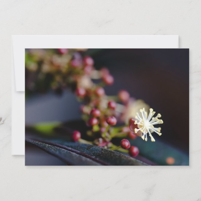 Flor de Croton (Anverso)