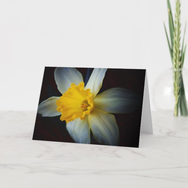 Flor de Daffodil en la tarjeta de nota de luz (Anverso)