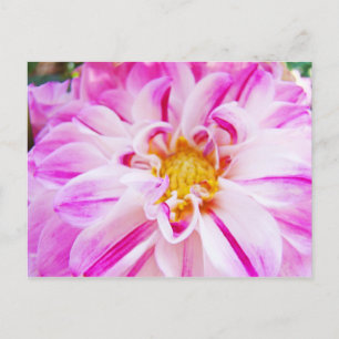 Flor de dalia blanca rosa Tarjetas postales Jardín